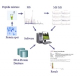 蛋白质质谱分析