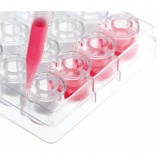 Insert 4联排内嵌小室,13 mm,适用于 BRANDplates  24-/6-孔培养板，光滑内壁,PC膜，0.4μm, 4联小室，BIO-CERT  CELL CULTURE STERILE质量等级